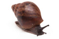 Achatina achatina (GB) juvenil